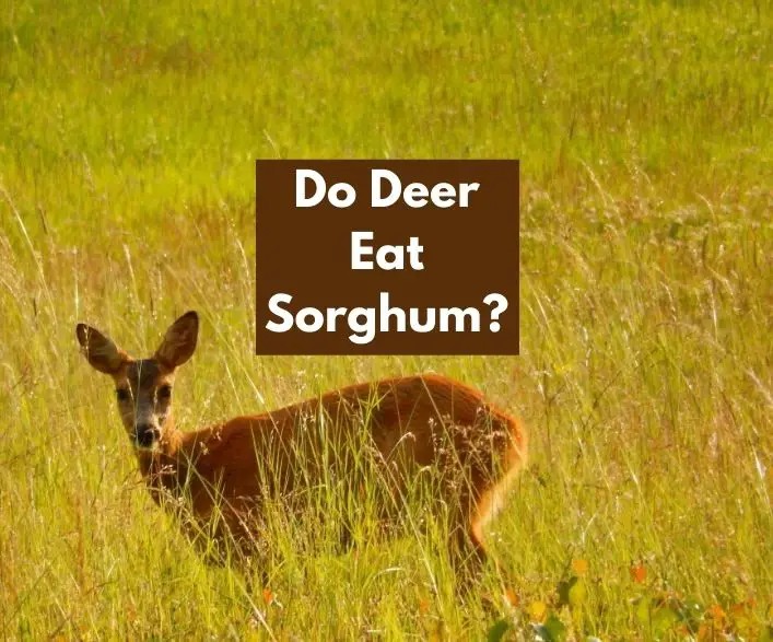 Do Deer Eat Sorghum