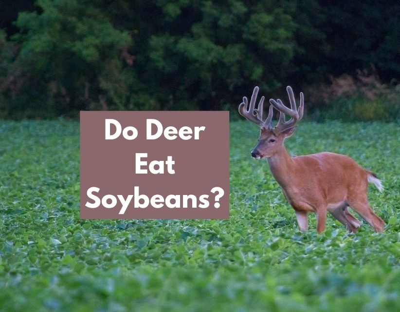 Do Deer Eat Soybeans