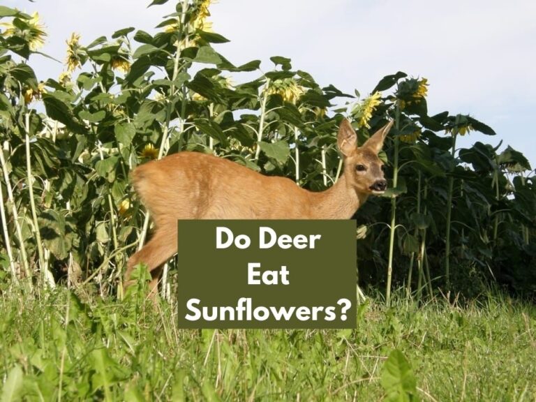 Do Deer Eat Sunflowers? (Everything You Need To Know)