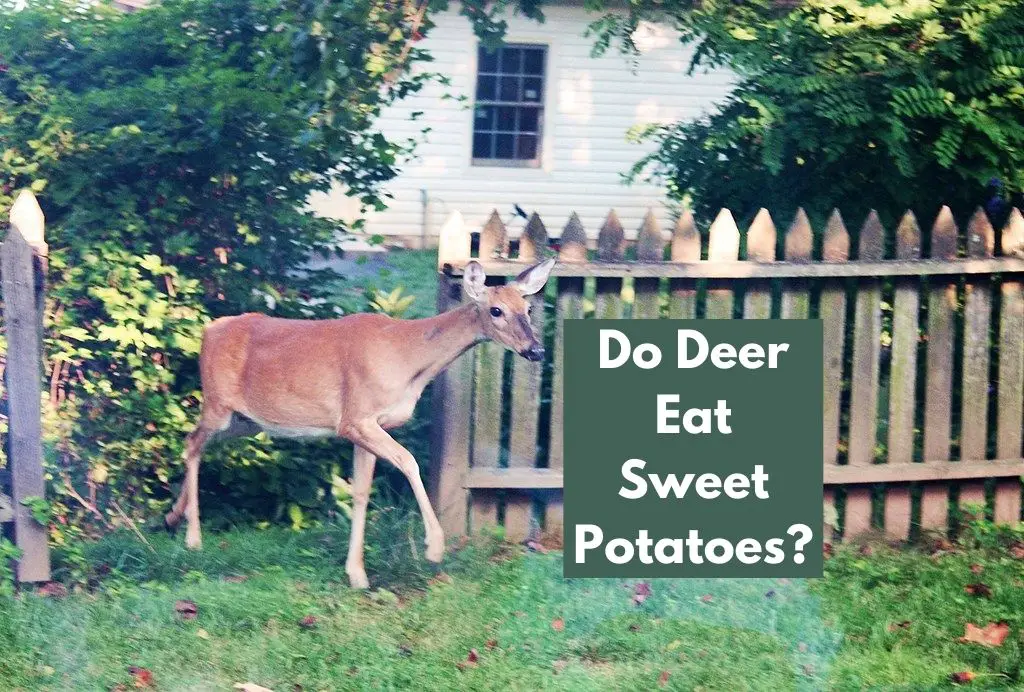 Do Deer Eat Sweet Potatoes