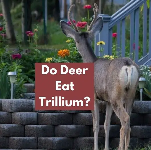 Do Deer Eat Trillium