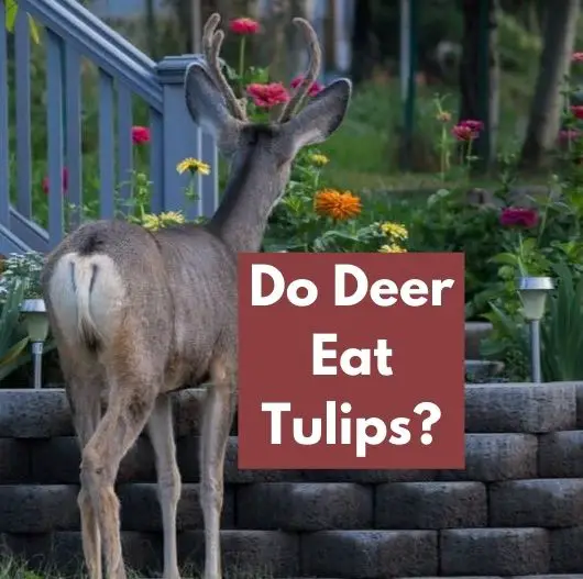 Do Deer Eat Tulips