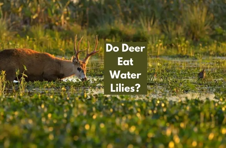 Do Deer Eat Water Lilies