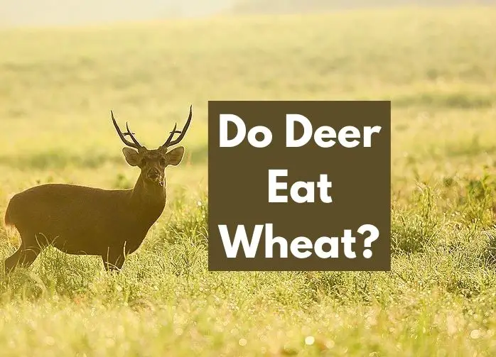 Do Deer Eat Wheat
