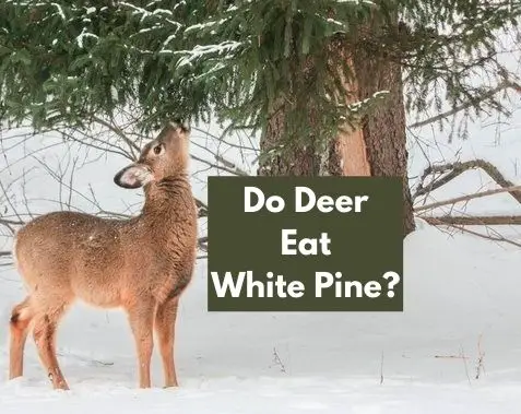 Do Deer Eat White Pine