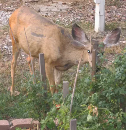 Do deer eat tomato plants