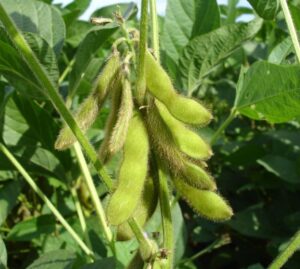 Do Deer Eat Soybeans? (20 Things You Need To Know) - The Fun Outdoors