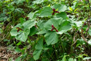 How to keep deer away from trillium