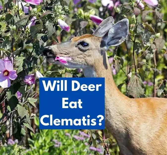 Will Deer Eat Clematis
