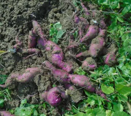 batata sweet potatoes in ground