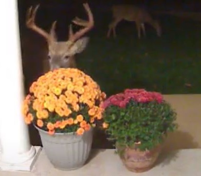 deer eating mums