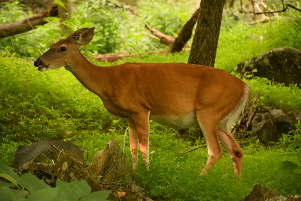 deer eating rutabaga