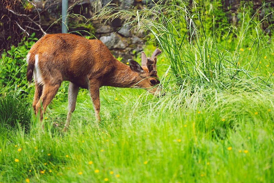 deer eating sorghum