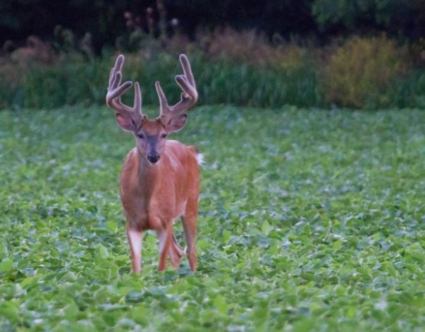 deer in deer food plot