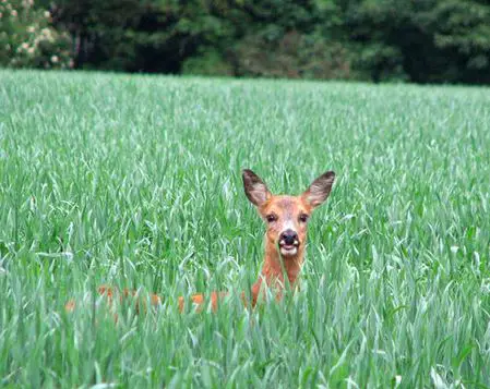 deer in green wheat