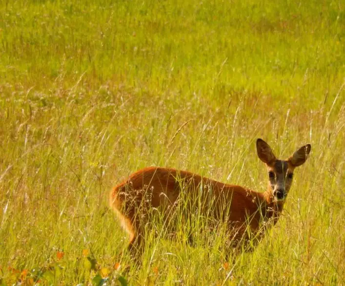 deer in wheat field