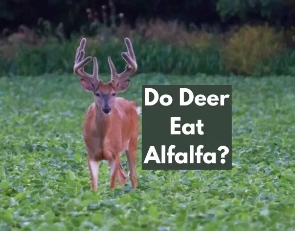 do deer eat alfalfa