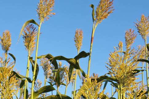 do deer eat grain sorghum