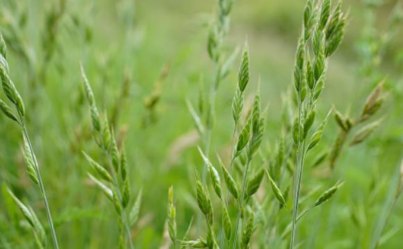 do deer eat perennial ryegrass