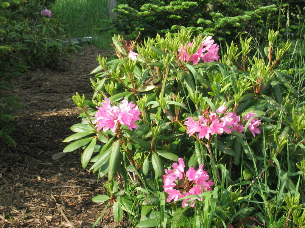 do deer eat rhododendron plants