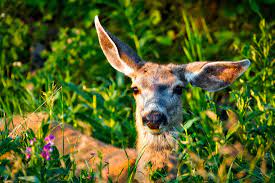 do deer eat rhododendrons