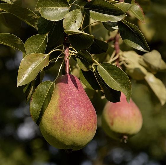 do deer like pears