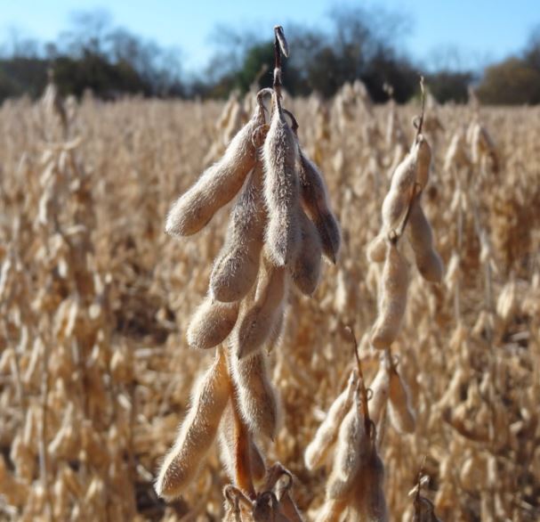 do deer like to eat soybeans