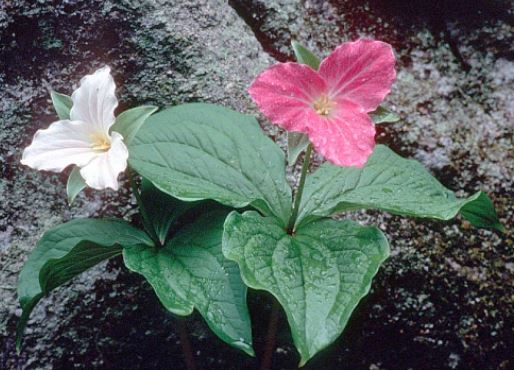 do deer like to eat trillium