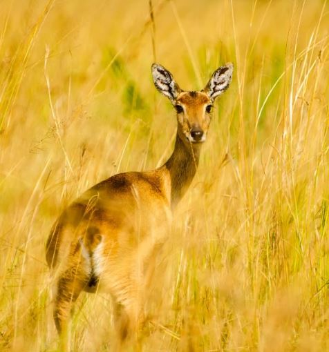 do whitetail deer eat rice