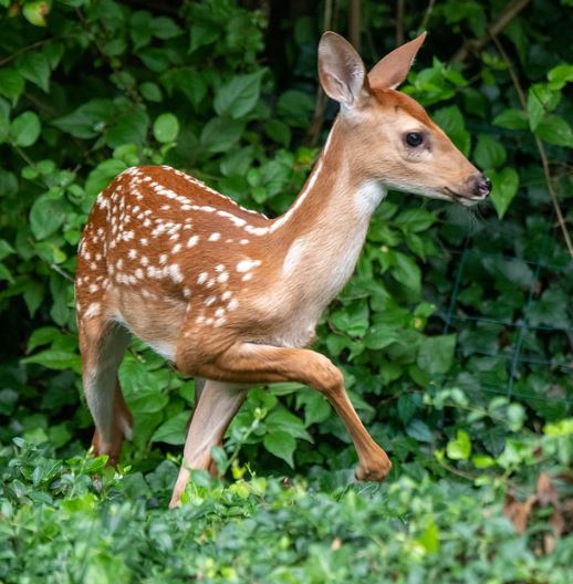 how do i keep deer from eating my english ivy