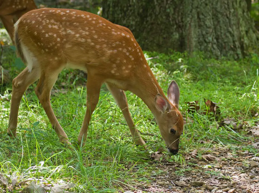 how to keep deer from eating cranberries