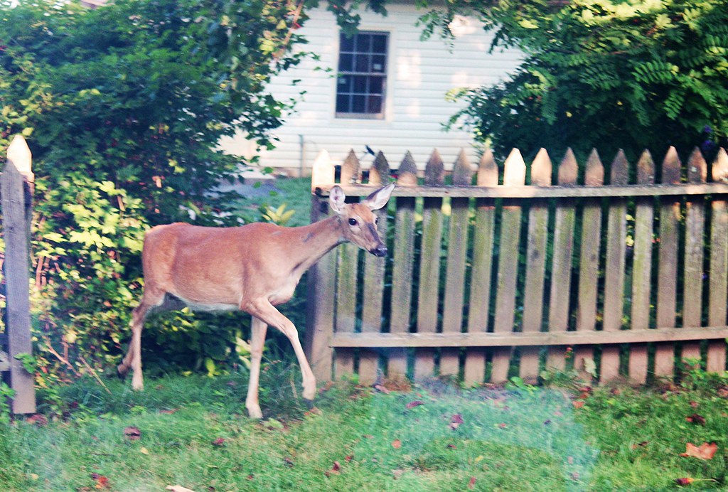 how to keep deer from eating my potatoes