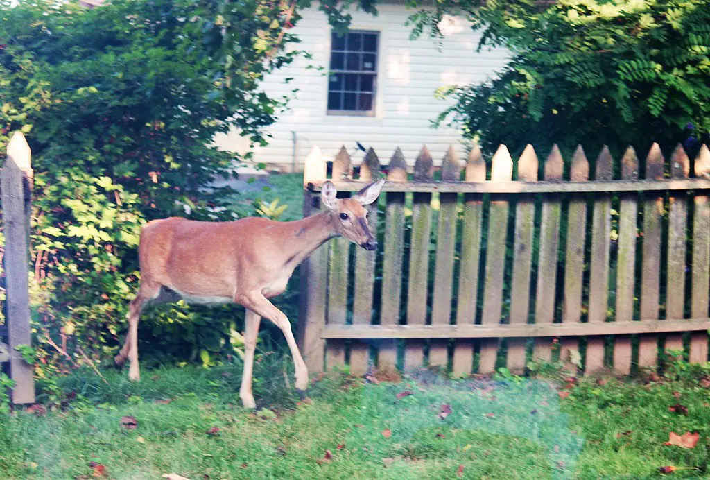 how to keep deer from eating my squash