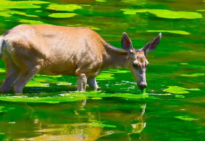 how to keep deer from eating my water lilies