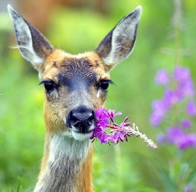 how to protect mums from deer