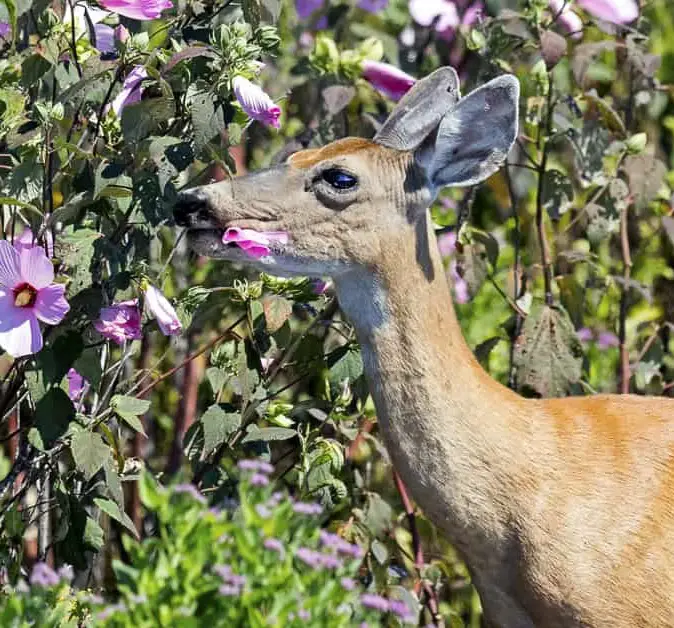 keep deer from eating hydrangeas