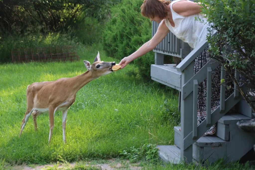 person feeding deer potatoes