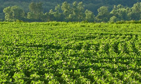 soybean deer food plot