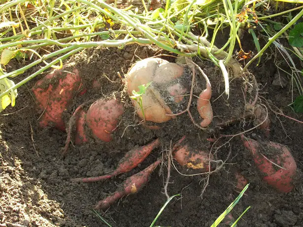 sweet potato plant in ground