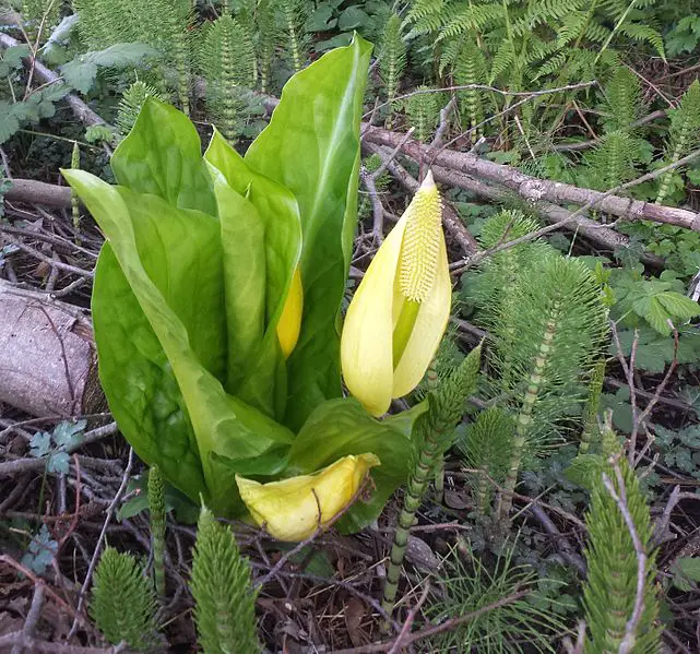 what is skunk cabbage