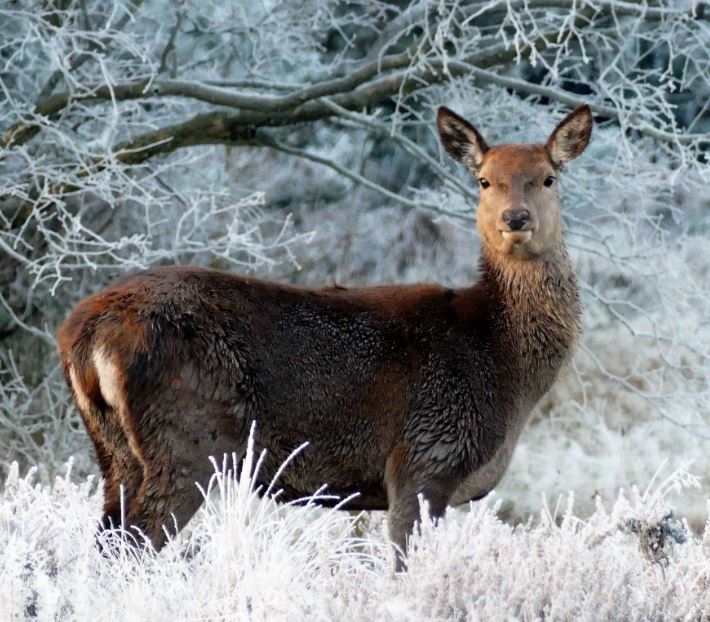 when do deer eat soybeans