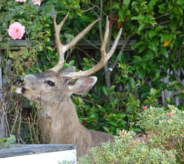 why do deer eat roses
