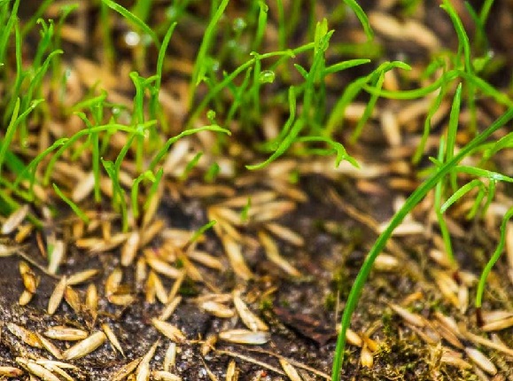 will deer eat grass seed