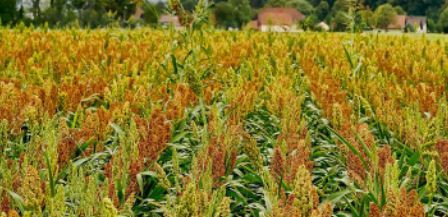 will deer eat sorghum