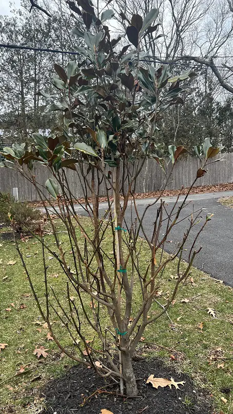 will my little gem magnolia grow back after deer eat them