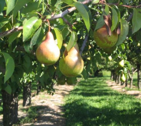 will pears grow back after deer eat them