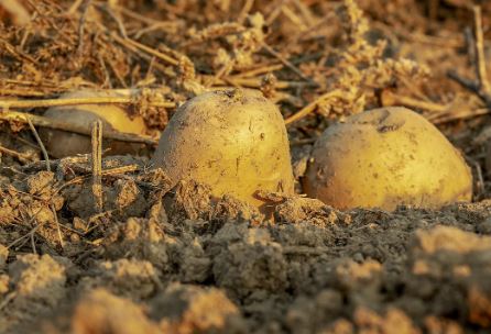 will potatoes grow back after deer eat them