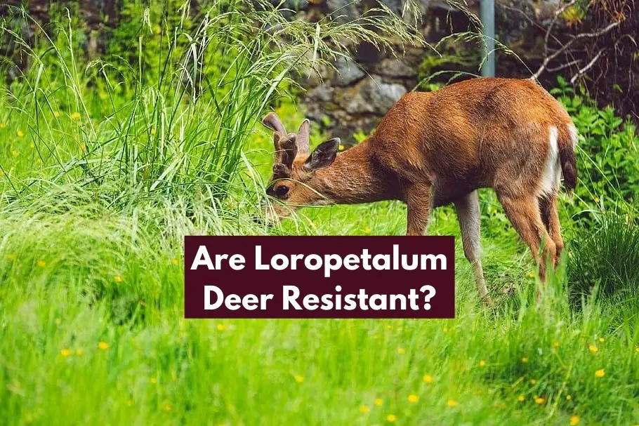 Are Loropetalum Deer Resistant