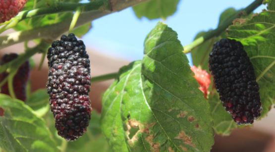 Are Mulberries Good For Deer