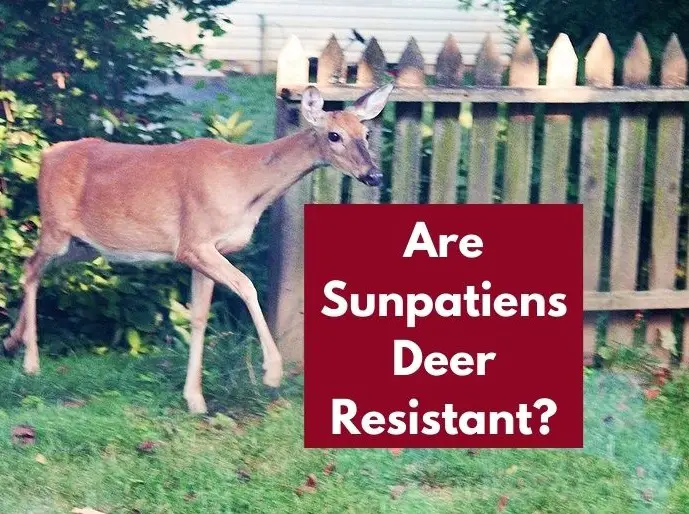 Are Sunpatiens Deer Resistant
